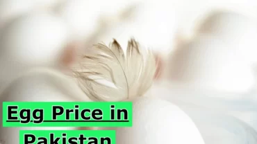 Egg Price in Pakistan 2024