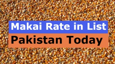 Makai Rate in Pakistan Today 2023