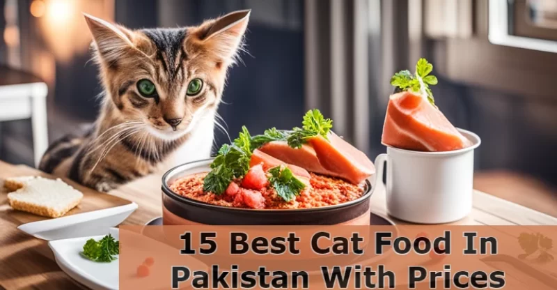 15 Best Cat Food In Pakistan With Prices